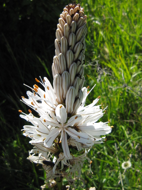 Asphodelus macrocarpus